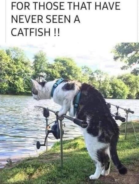 catfish.jpeg